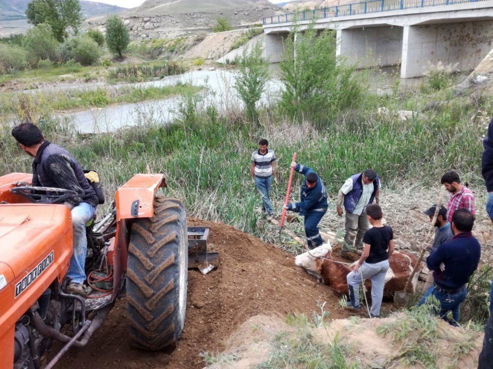 Bataklığa Saplanan İneği İtfaiye Kurtardı