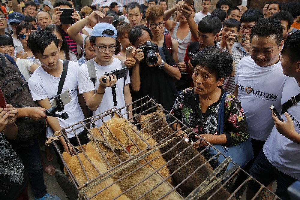 Çin’de ’Yulin Köpek Eti Festivali’ Yasaklandı