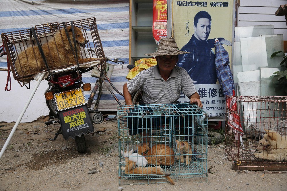 Çin’de ’Yulin Köpek Eti Festivali’ Yasaklandı