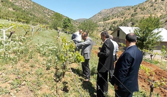 Bu Yıl 960 Bin Dekar Alana Hububat Ekildi