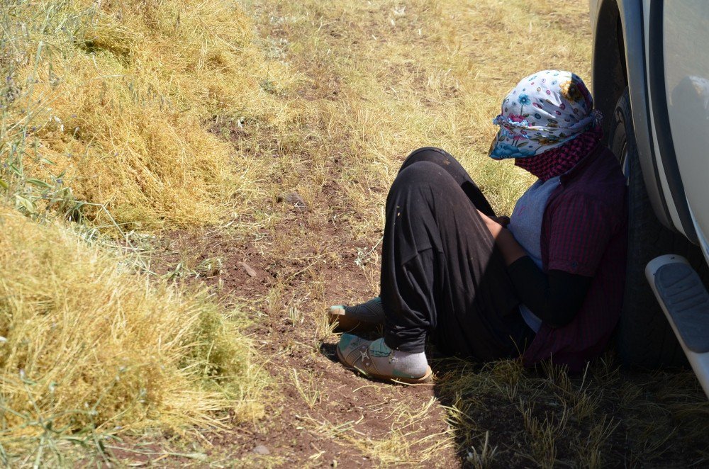 İşçilerin 40 Derecede Mercimek Hasadı