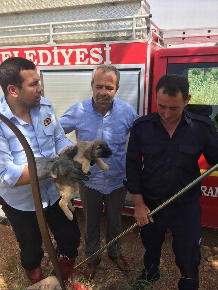 Kuyuya Düşen Yavru Köpek Kurtarıldı