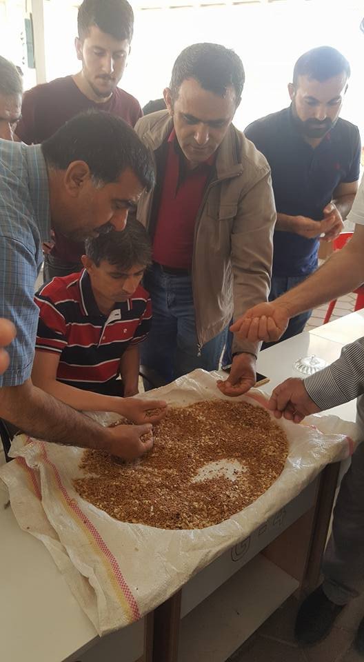 Kızıltepe’de Arpadan Sonra Yeni Mahsul Mercimek Hasadı Da Başladı