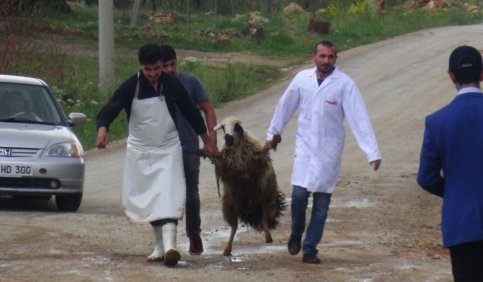 Kaçan Kurbanlık Koyun Zor Anlar Yaşattı