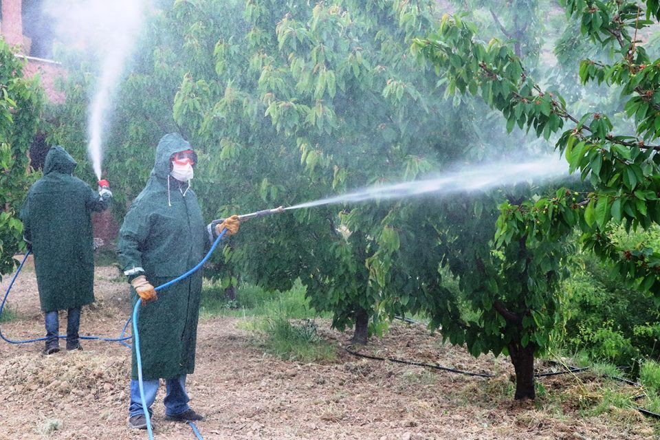 Dalbastı Kirazında Toplu İlaçlamalar Başladı