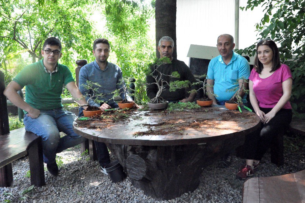 Bonsai Sanatı İle Ağaçlara Şekil Verdiler