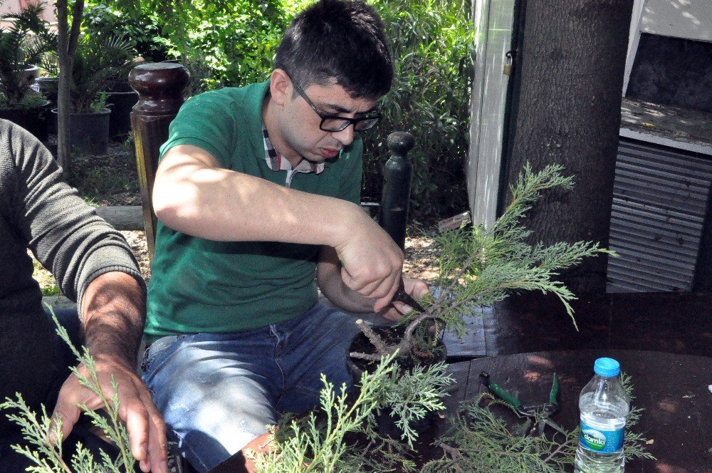 Bonsai Sanatı İle Ağaçlara Şekil Verdiler