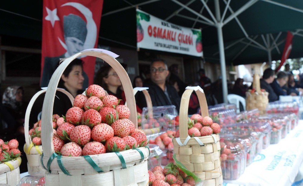 En Güzel Osmanlı Çileği’ne Ödül Verildi