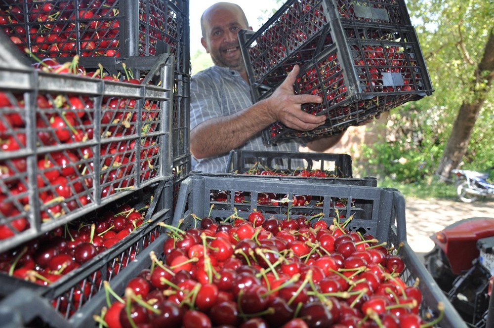 Erkenci Kirazı Çiftçinin Yüzünü Güldürdü