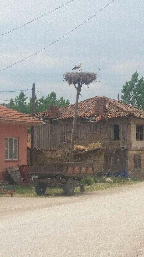 Yavru Leylekler Yumurtadan Çıktı