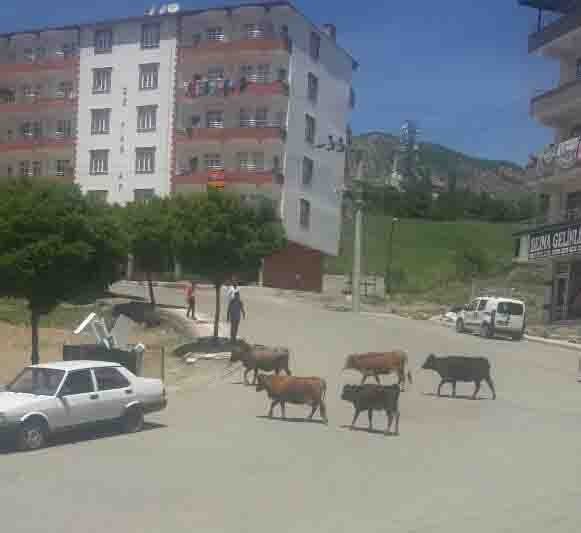 Kulp’ta Başıboş Hayvanlar Vatandaşı Bezdirdi