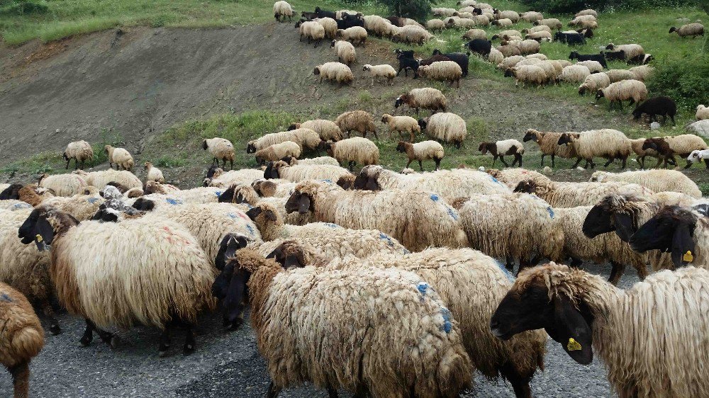 Kulp’ta Yayla Sezonu Açıldı