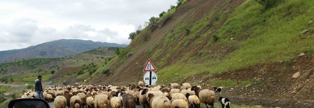 Kulp’ta Yayla Sezonu Açıldı