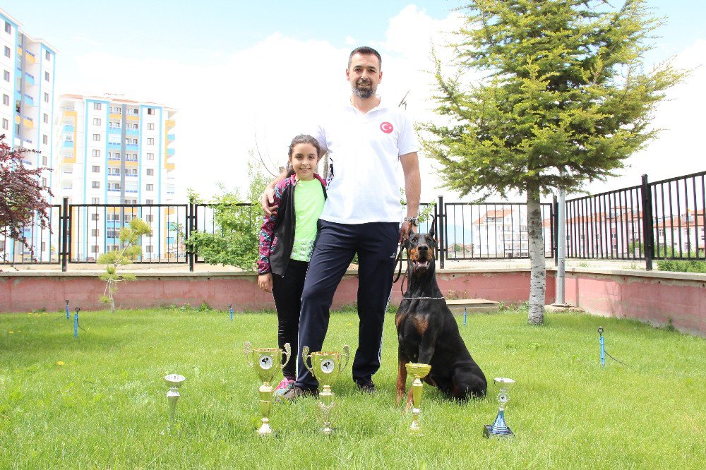 Bianca, Dünya Doberman Şampiyonasına Hazırlanıyor