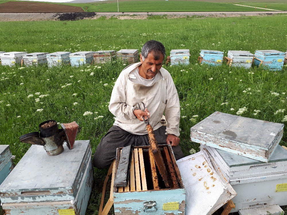 Gezgin Arıcılar Muş’a Gelmeye Başladı