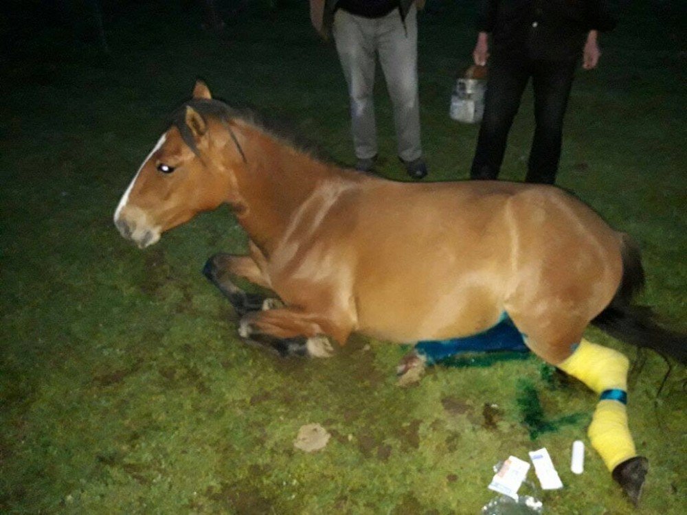 Hamile Yılkı Atı Ölmekten Son Anda Kurtarıldı