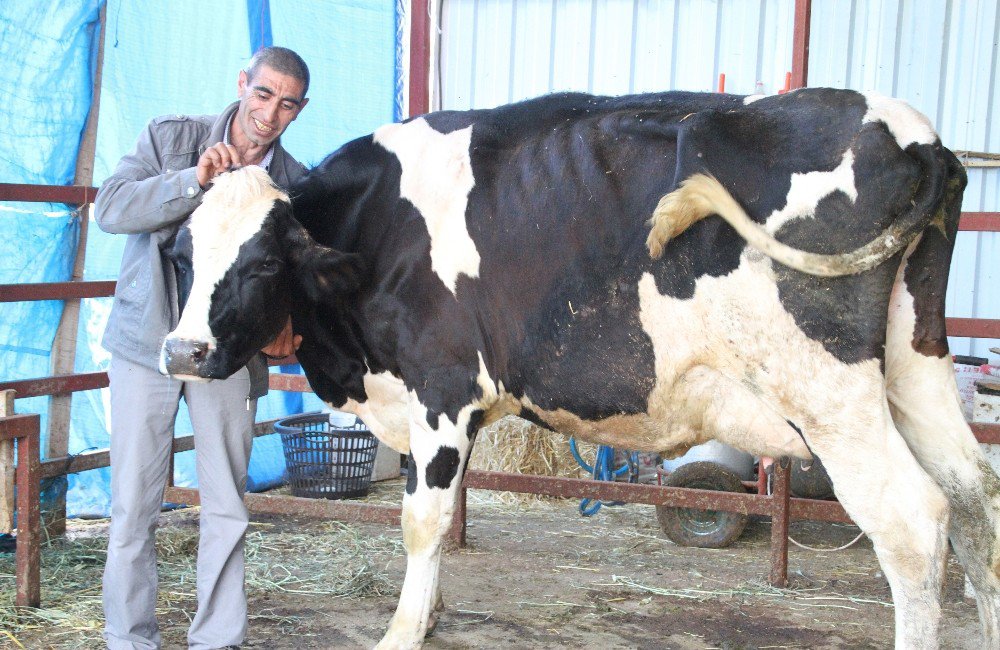 Çalınan İnek Sütten Kesildi