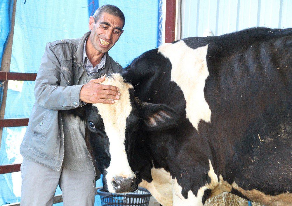 Çalınan İnek Sütten Kesildi