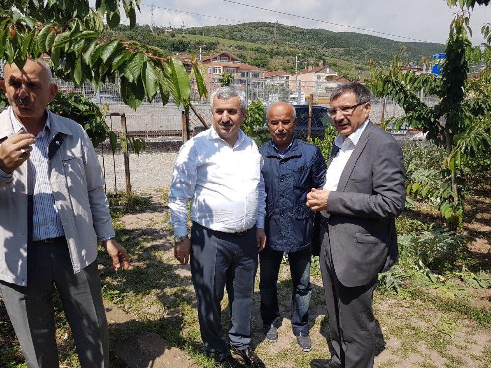 Körfez’in Kirazları Yeniden Canlandı