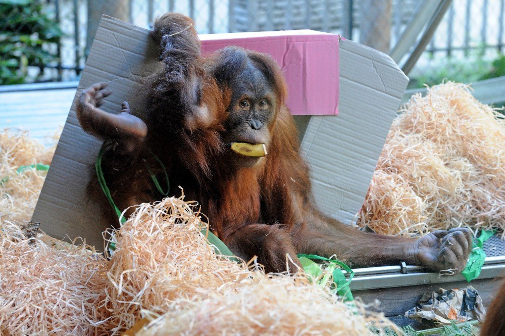 Orangutan Maimunah’ın 31’inci Doğum Günü Kutlandı