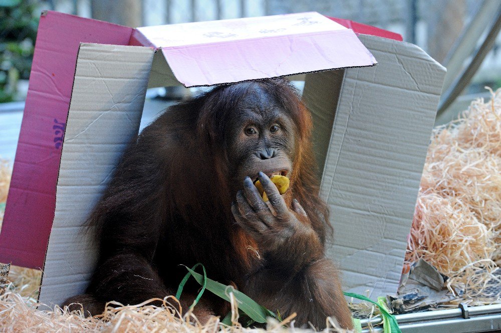 Orangutan Maimunah’ın 31’inci Doğum Günü Kutlandı