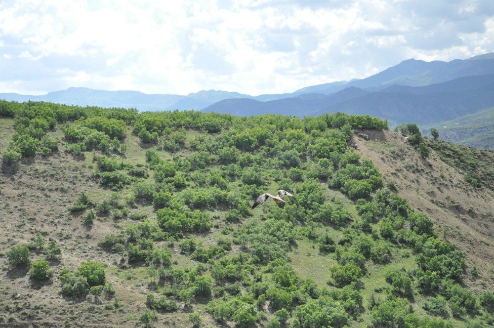 Vurulan Çaylak İyileşti, Doğaya Salındı