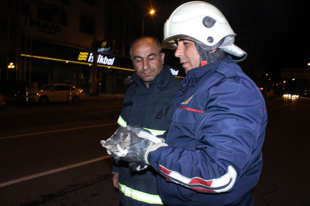 Ağaçta Mahsur Kalan Kediyi İtfaiye Ekipleri Kurtardı