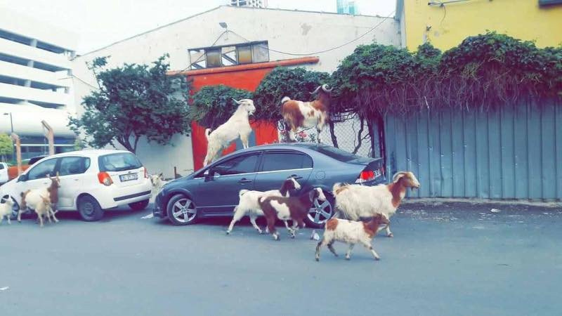 İzmir’de Keçiler Şehre İndi