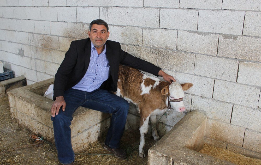 Buzağıdaki ’Ay Yıldız’ Benzeri Şekil İlgi Uyandırdı