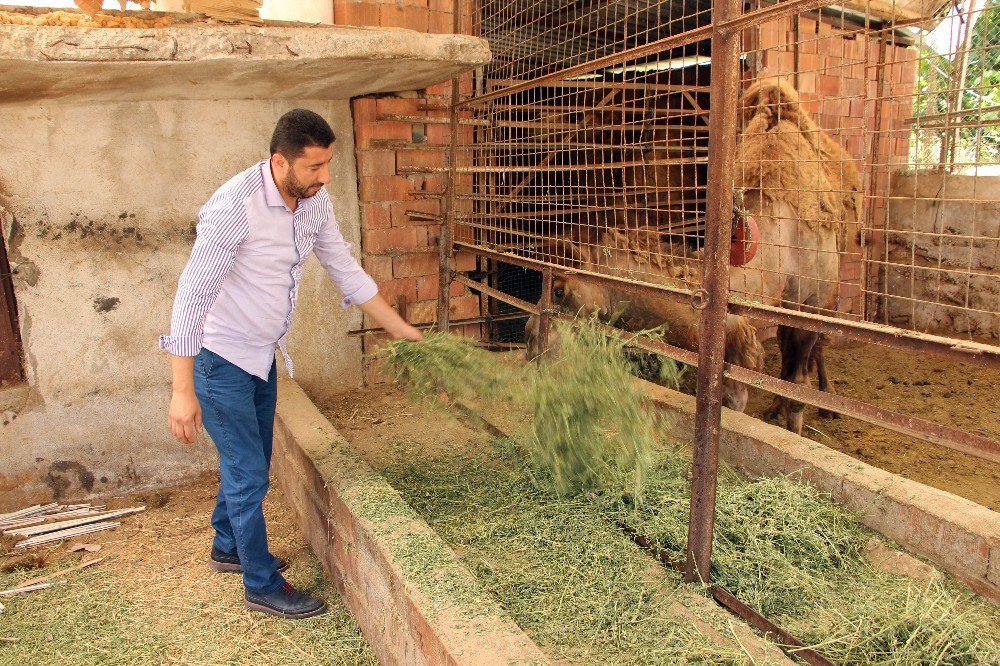 Deve Yetiştiricileri Deve Güreşlerine Destek İstedi