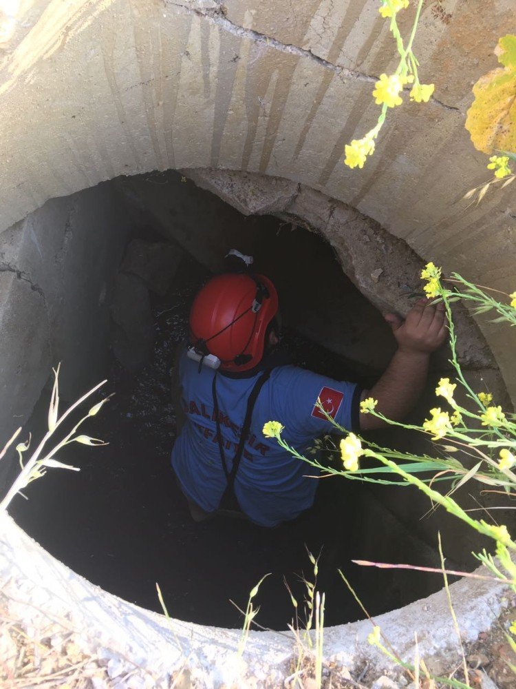 Rögara Düşen Koyunu İtfaiye Kurtardı