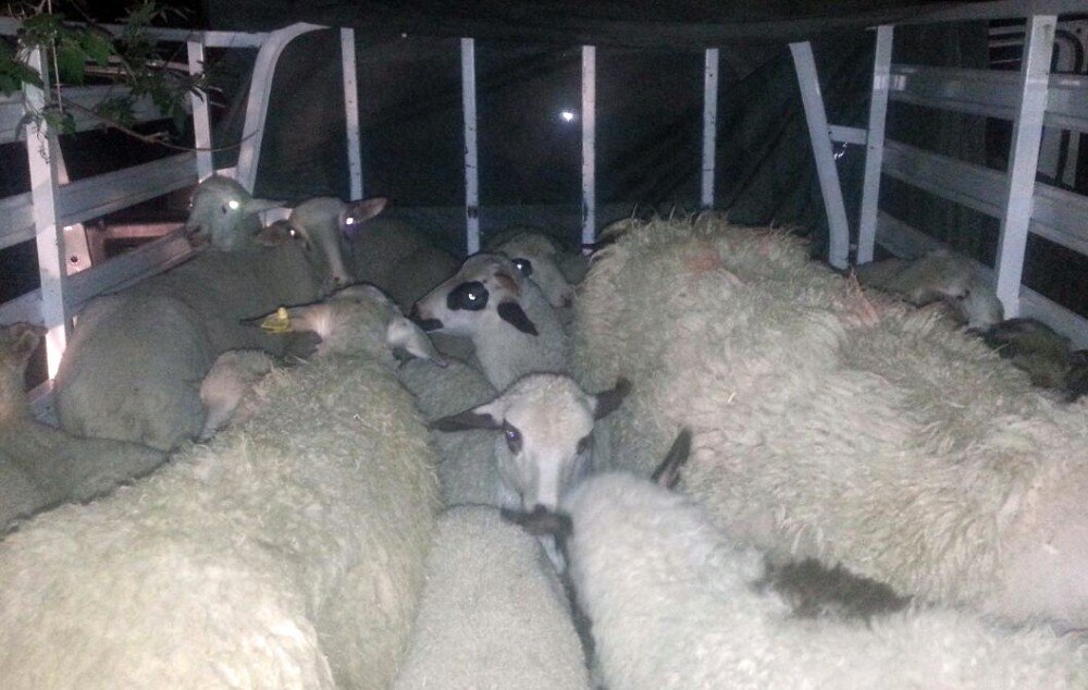 Çaldıkları Koyunları Satmak Üzereyken Yakalandılar