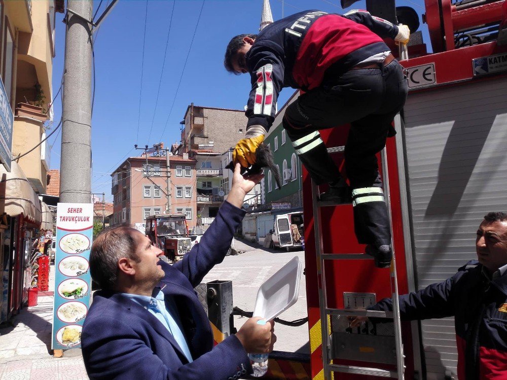 Hisarcık İtfaiyesinden Yavru Kedi Kurtarma Operasyonu