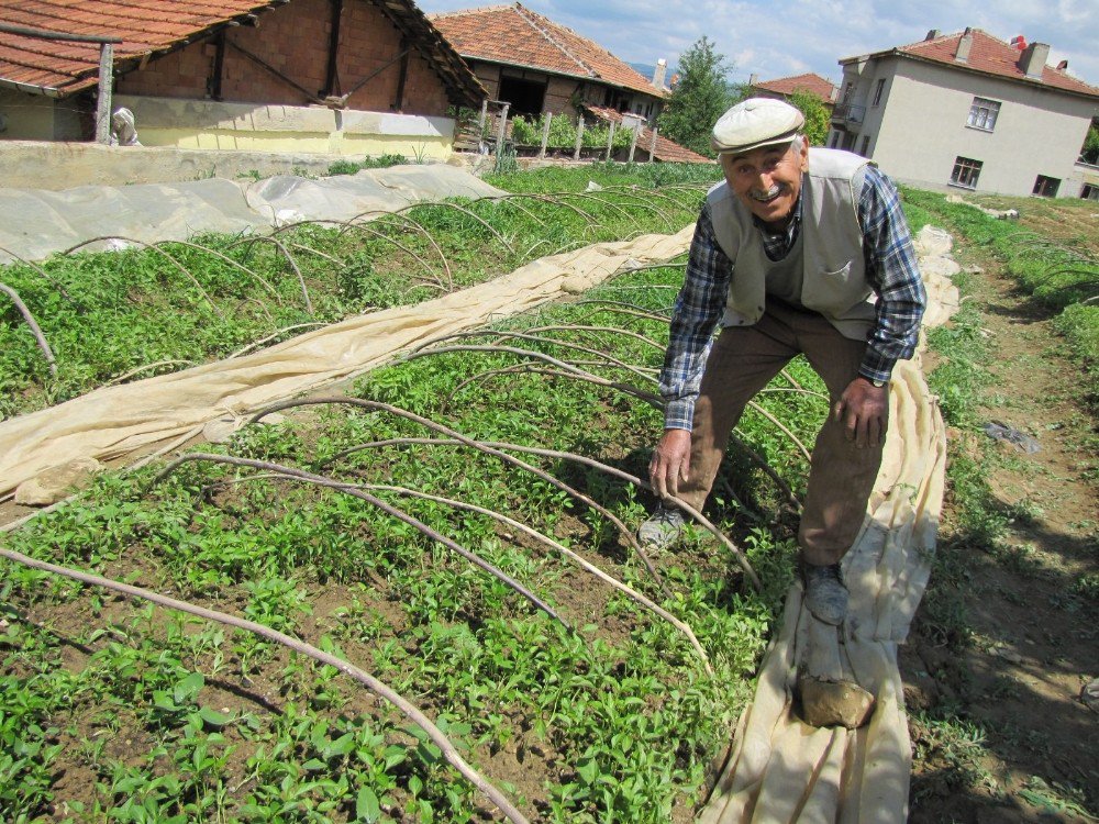 Hisarcık’ın Sebze Fidesi İhtiyacını Hasanlar Köyü Karşılıyor