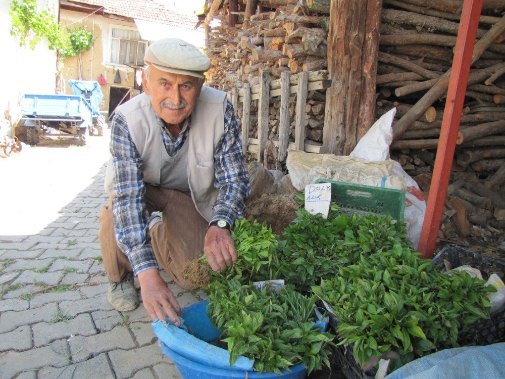 Hisarcık’ın Sebze Fidesi İhtiyacını Hasanlar Köyü Karşılıyor