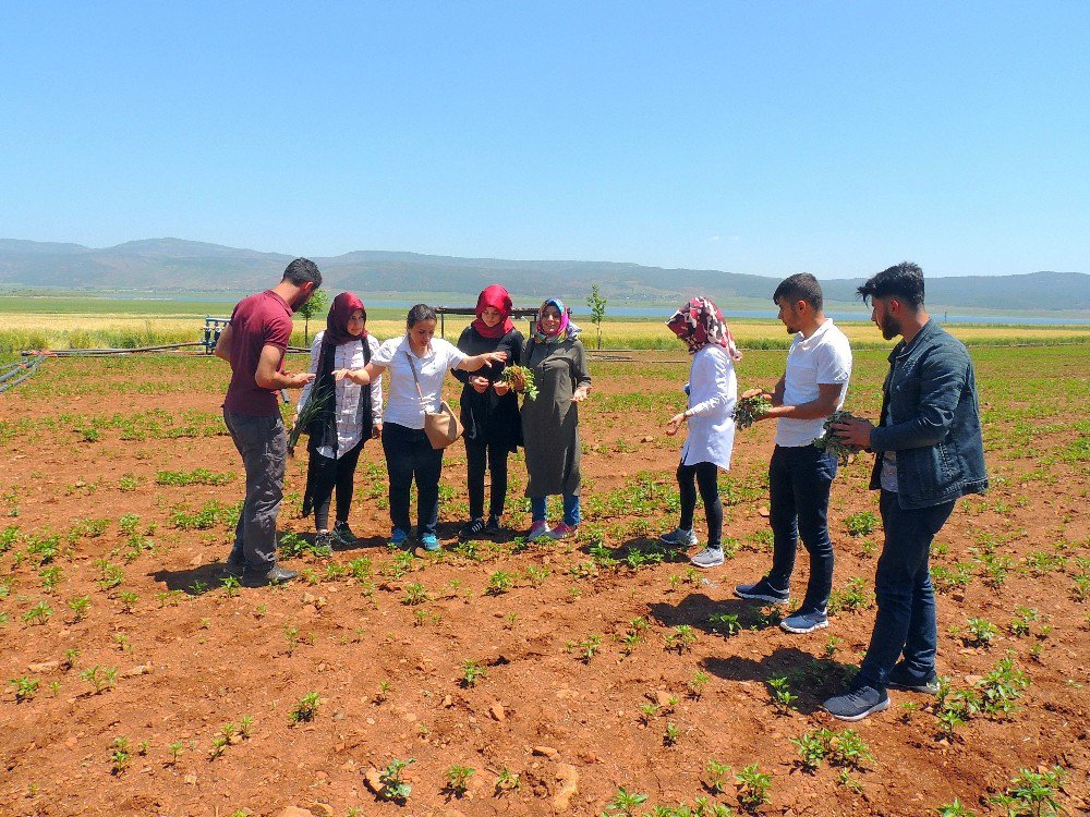 İslahiye Myo Organik Tarım Programı Öğrencileri Sahada