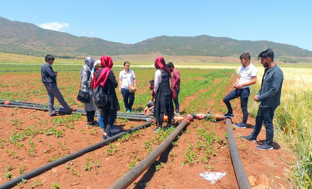 İslahiye Myo Organik Tarım Programı Öğrencileri Sahada