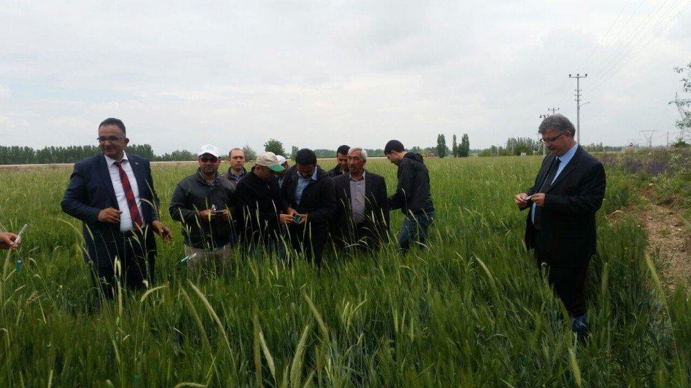 Ereğli’de Daha İyi Ürün İçin Yararlı Böcekler Tarlalara Salınıyor