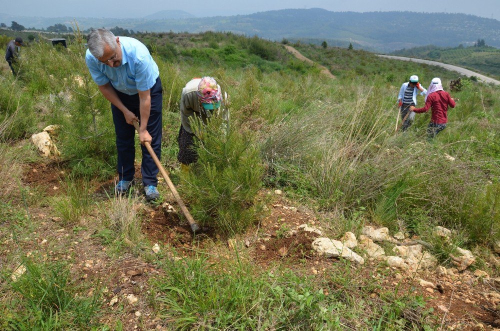 Mersin’de179 Hektar Alanda Dikili 306 Bin Kızılçam Fidanına Bakım Yapılıyor