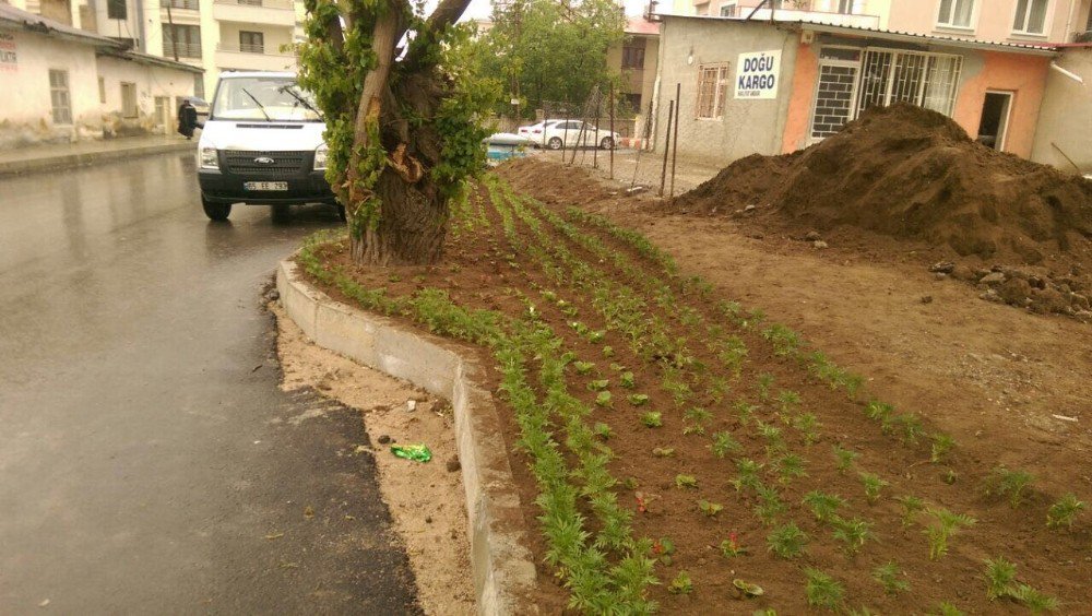 İpekyolu Belediyesi, Asırlık Dut Ağacı İçin Yolun Yönünü Değiştirdi