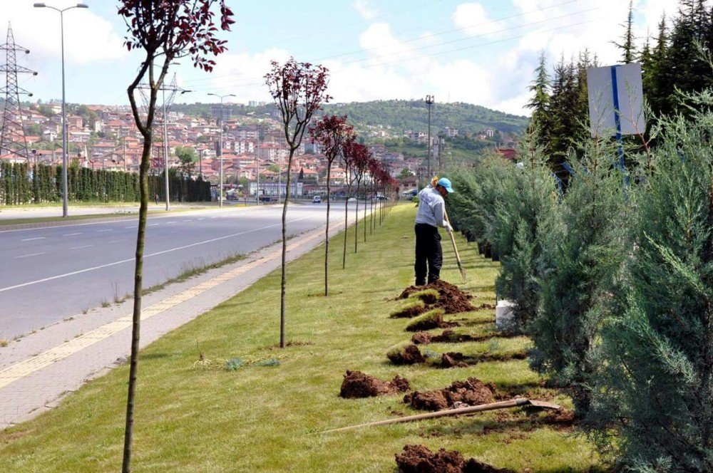 Kdz. Ereğli’de Yeşil Alanlar Ağaçlandırılıyor