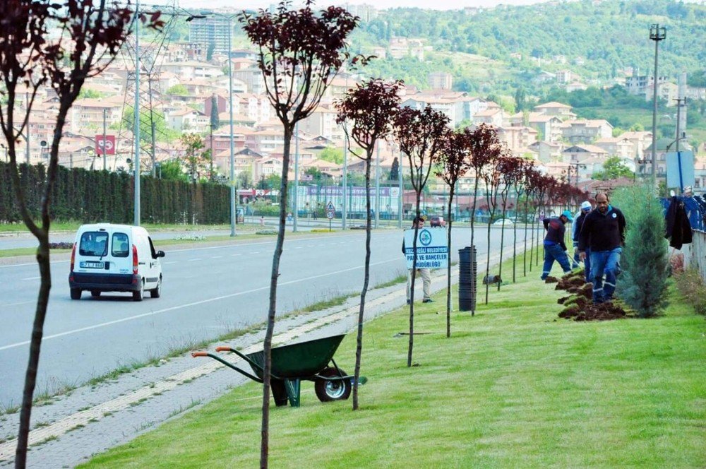 Kdz. Ereğli’de Yeşil Alanlar Ağaçlandırılıyor