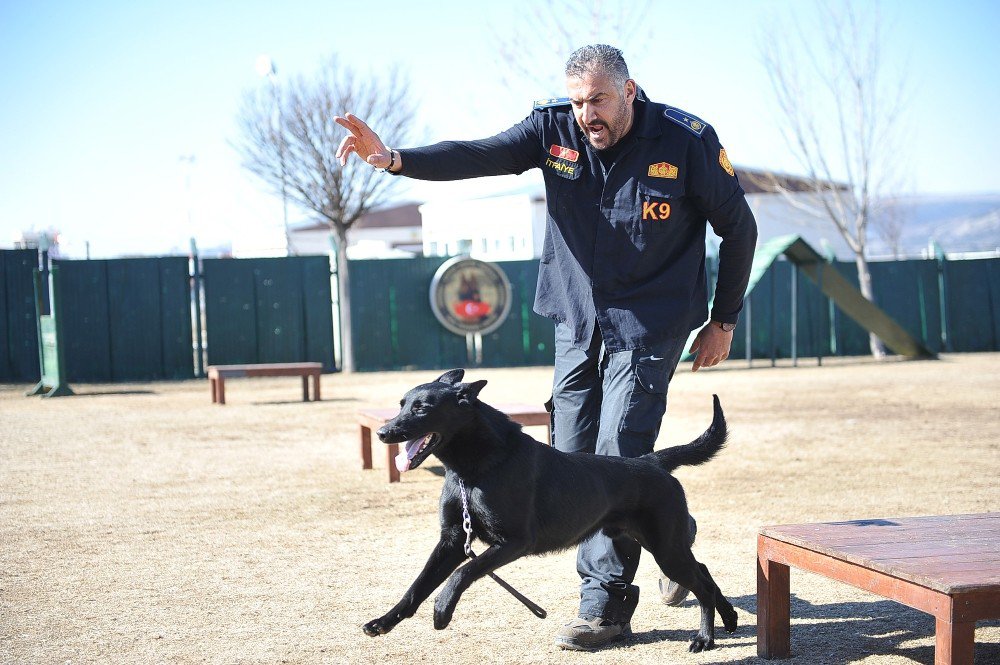 K-9 Bomba Arama Köpekleri Göreve Hazır