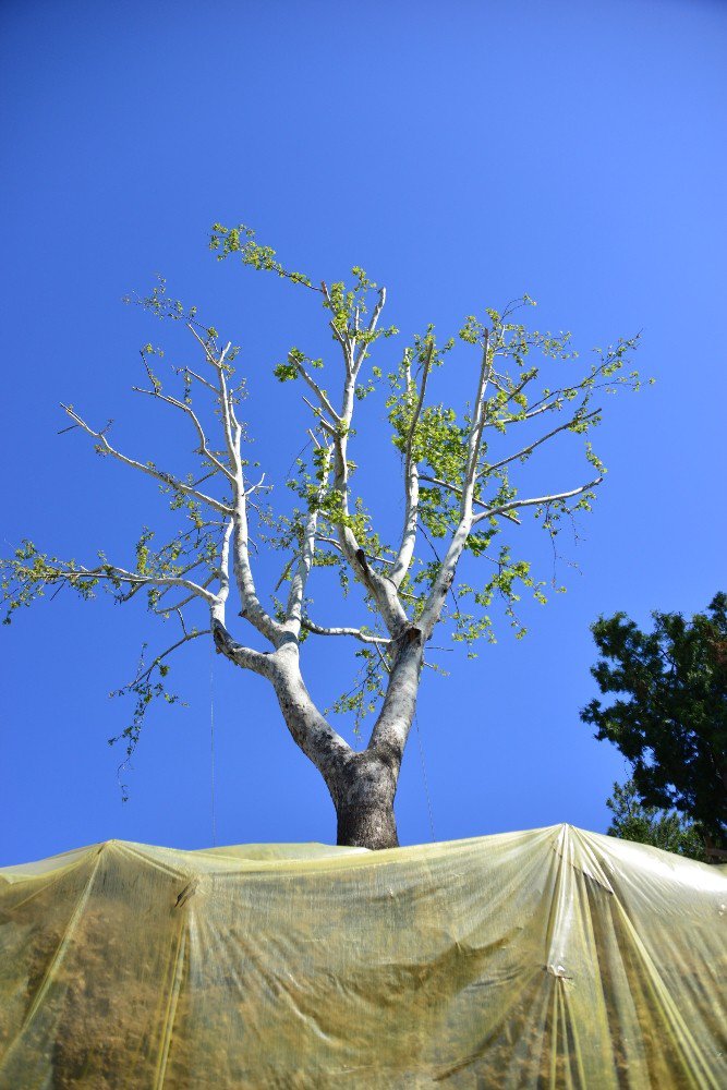 30 Yıllık Çınar Ağacını Kesmemek İçin Proje Revizyon Edildi