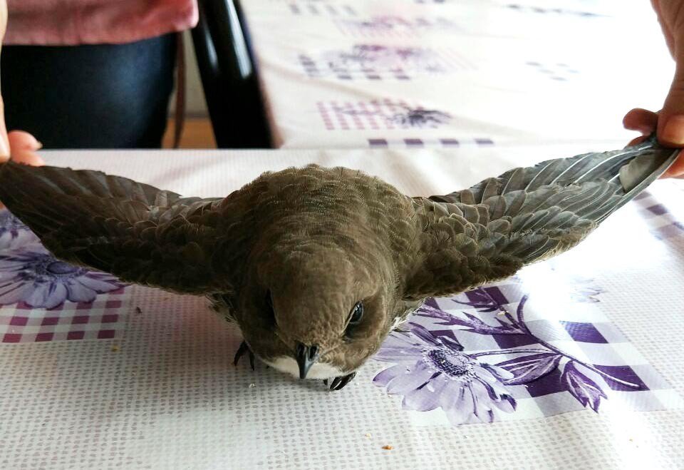 Yalova’da Yaralı Ebabil Kuşu Bulundu