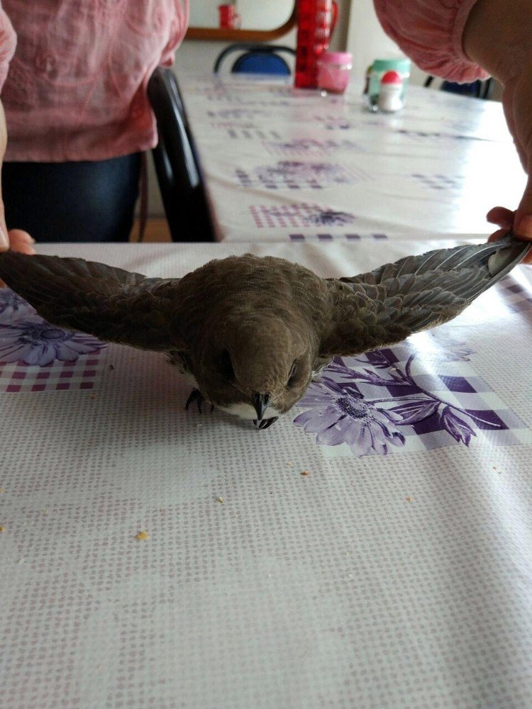 Yalova’da Yaralı Ebabil Kuşu Bulundu