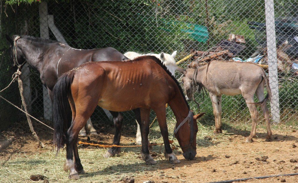 Testereli At Ve Eşek Kasaplarına Şok Baskın