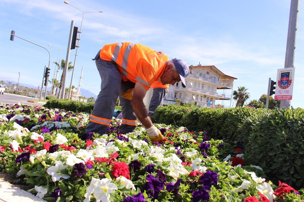 Manavgat’ta 186 Bin Mevsimlik Çiçek