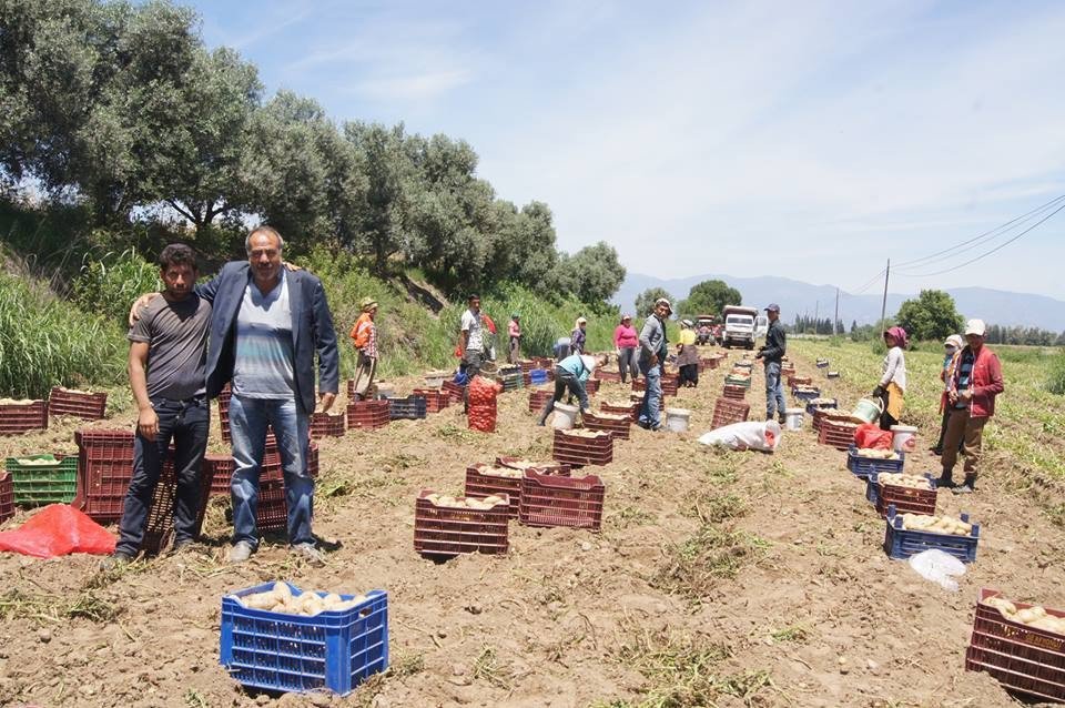 Patates Çiftçinin Yüzünü Güldürecek