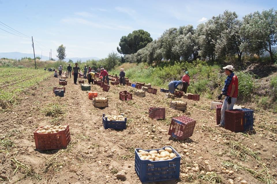 Patates Çiftçinin Yüzünü Güldürecek